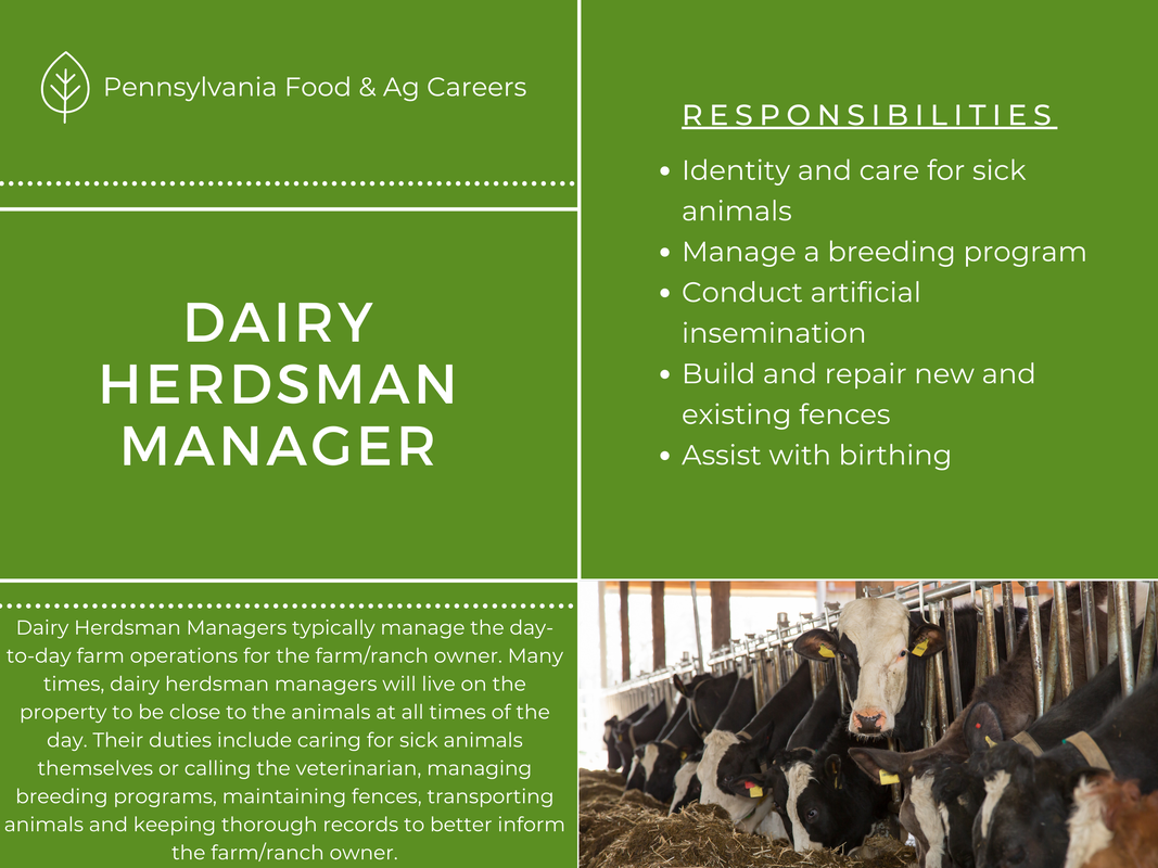 Dairy Herdsman Manager